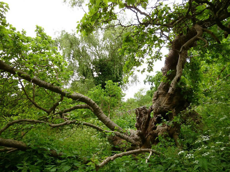 Our mulberry tree, one of the oldest trees in The Rookery