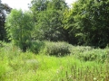 An overgrown wilderness, Summer 2011